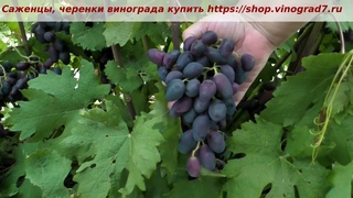 13 июля, окрашивание винограда Ромбик. Пузенко Наталья Лариасовна
