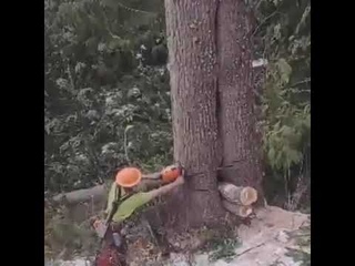 Медведь вылез из спиленного дерева
