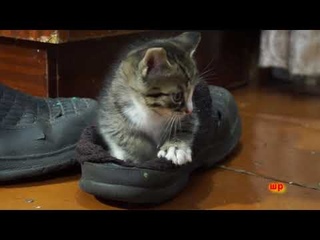 Фоня и лапоть 1 11 22г.читинкапро