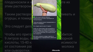 🌱 Подкормка КАБАЧКОВ