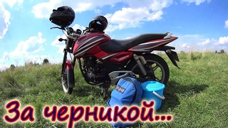 Черника // Покос сена // Телята // Иван чай // Дела деревенские // Семья Лях