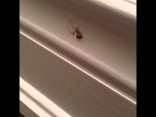 My Hispanic roots come out when I’m scared or angry Killing Spiders Eh Bee
