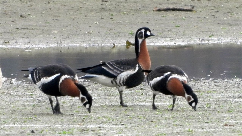 Berneška rudokrká ( Branta ruficollis), Rothalsgans, Red breasted