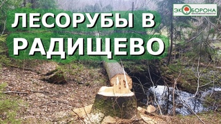 Рубят в пойме Радомли - #Солнечногорск
