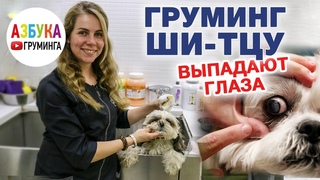 Груминг ши-тцу, уход за шерстью, особенности мытья, гигиеническая стрижка дома