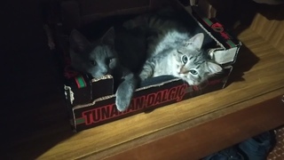 Коты засыпают в коробке