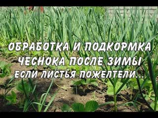 Обработка чеснока после зимы. Если озимый чеснок пожелтел.