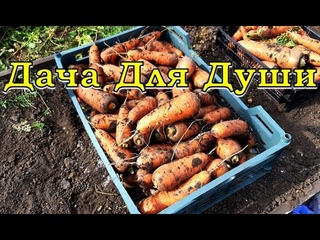Когда выкапывать МОРКОВЬ и СВЕКЛУ?