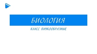 Класс паукообразные