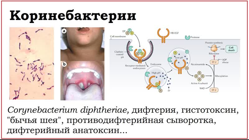 25. Клинически значимые бактерии рода