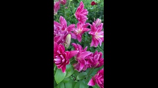 Лилия Roselily Julia