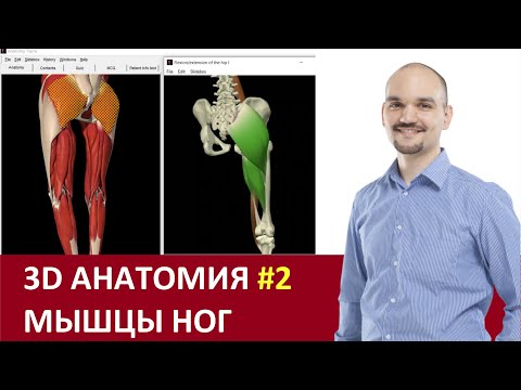 3 D анатомия мышц ног эфир с Дмитрием