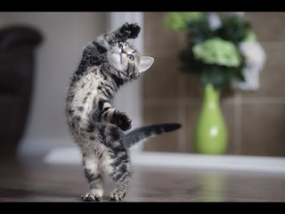 Funny cats & pet games