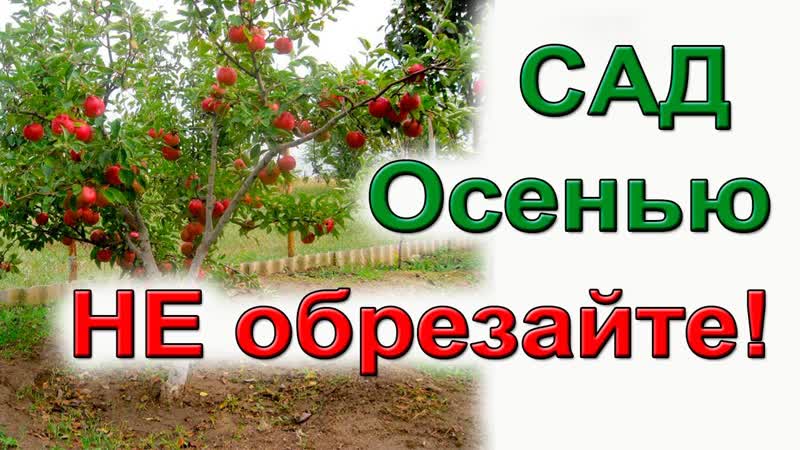 Не обрезайте сад осенью. Навредите
