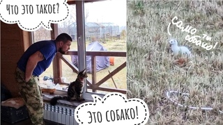Левитирующий горностай снова в деле и в Совином Доле! Возвращение белой шубки. Сова Ёль одобряет