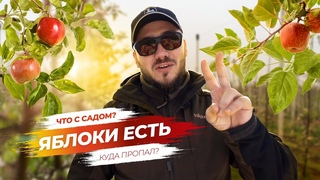 Что с садом Куда пропал Яблоки есть / Антон Пермяков