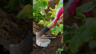 ДА ЗАЧЕМ ОКУЧИВАТЬ картофель Дачный агроном