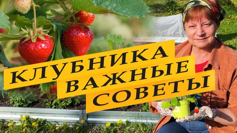Высаживаю рассаду клубники, выращенную из