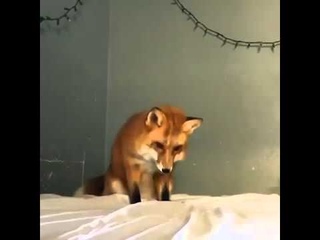 Лиса решила, что простыня  это снег