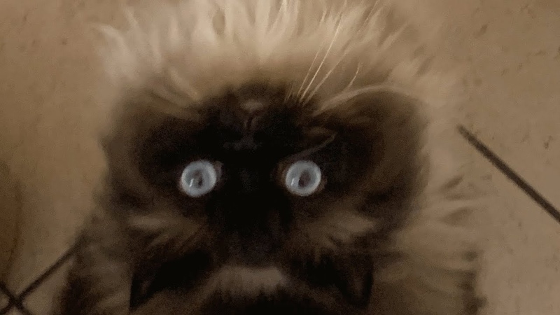 This cat was not deemed ideal. Do you