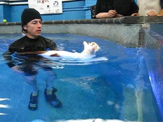 Water4Dogs Cat Hydrotherapy