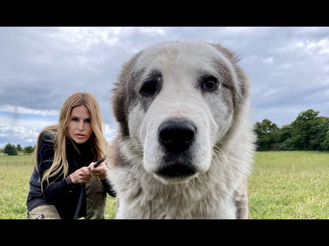 THE WOLF SMASHER CENTRAL ASIAN SHEPHERD DOG