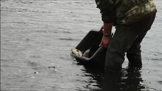 Рыбки, в пруд!