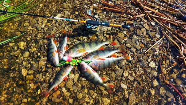 ловля на месяц. рыбный календарь. ловля на месяц. ловить рыбу. рыбак на месяце.