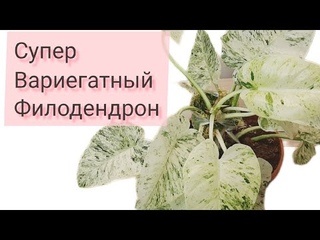 ФИЛОДЕНДРОН вариегатный размножение / Philodendron Giganteum Variegata Blizzard