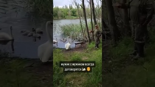 Душевный разговор с лебедем. #fishing #рыбалка #fish #рыболовная #лебедь
