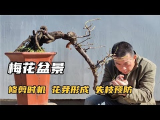 Pruning timing of plum bonsai and control measuresfor loss of branches and dryness梅花盆景修剪時機及失枝枯乾的防治措施