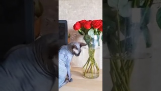 Мистер Фродо любит цветы. Алые розы всем в подарок на 8 Марта