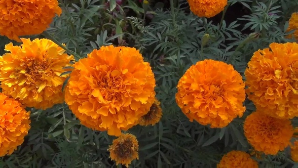 Цветы. Воспоминание о лете. Flowers. Remembering