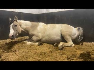 Live Foaling Video - Watch Kee Give Birth (2023)