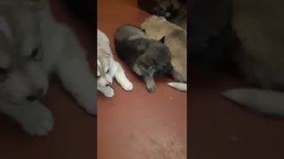 #КУТяТа_РебяТА÷