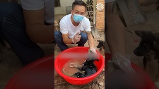 Resgatando um cão abandonado 🙏 Ajude o canal 1,00 ou qualquer valor Pix ( 006-564-740-84 )