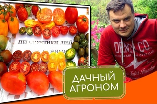 Сорта томатов. Вопросы и ответы