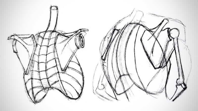 Anatomy Critiques The Shoulder