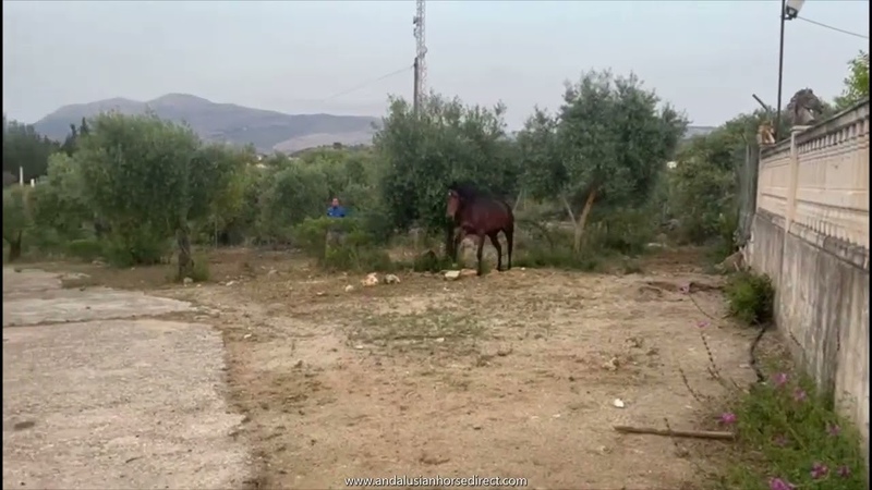 Azahara XLIX