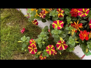 Выставка Цветов В Челси 2023 Лондон (часть 1) - Chelsea Flower Show 2023 London ( part 1 )