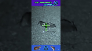 RAT SHOOTING 32  #shooting #IMrPHAL
