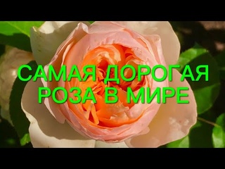 Розы. Самая дорогая роза в мире . Топ 5 лучших сортов Дэвида Остина.🌹🌹🌹