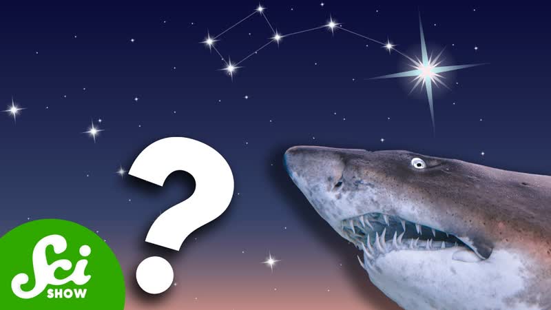 Are Sharks Really Older Than the North