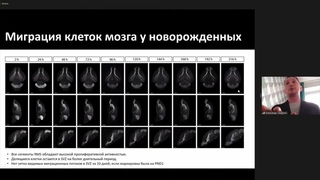 Нейрогенез в 4D: новые пути и границы миграции клеток мозга