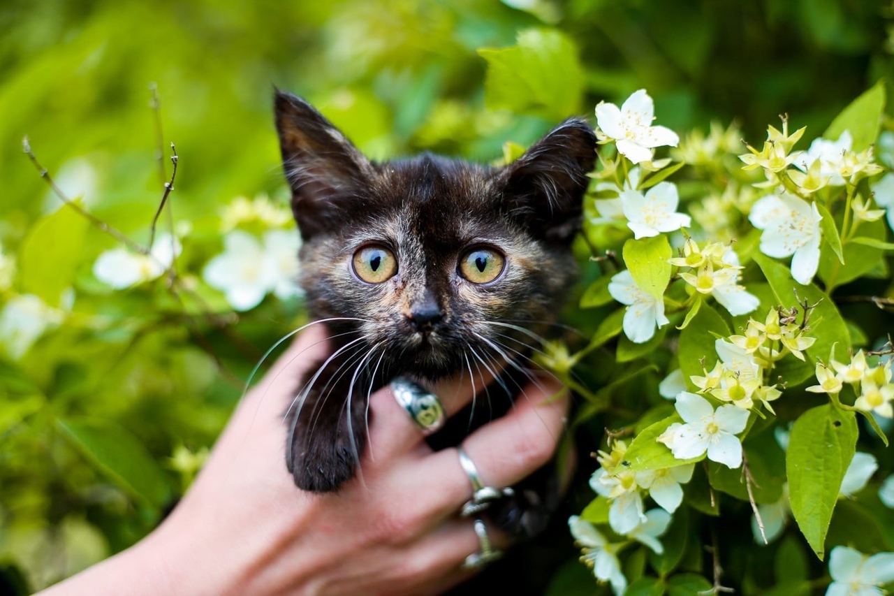 группа помощи бездомным животным алексей прокурор астрахань фото. листовка помощь животным. помогите оплатить долг в клинике. группа помощи бездомным животным муром. день стольника для помощи солдатам.