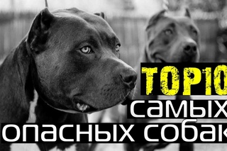 ТОП 10 САМЫХ ОПАСНЫХ СОБАК - 2015 г.