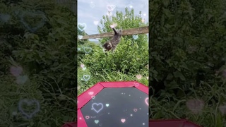 Маленький Чепусик сказал Ванессе что любит только её одну 🐩🌼❤️🐈 #котенокисобака