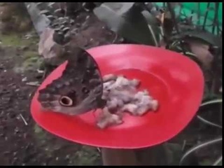 Lindo Mindo parte 2 / Rusos en Ecuador / Вглубь за бабочками