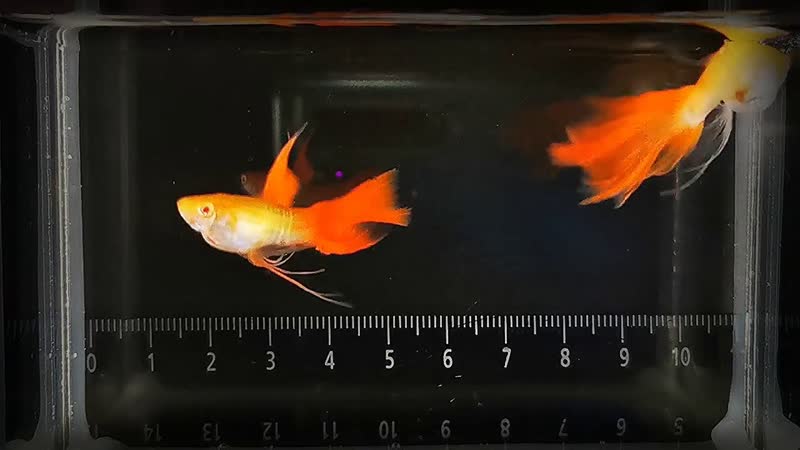Albino Red Kobra Swallow Ribbon