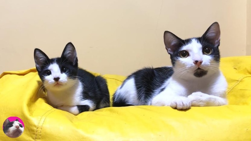 A rescued kitten who feels a sense of kinship with the previously rescued Tuxedo